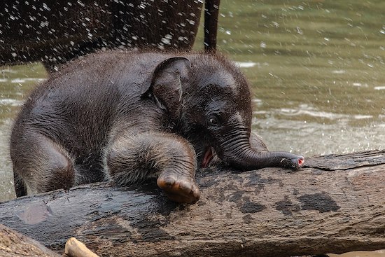 Bayi Gajah Lahir di Taman Nasional Gunung Leuser.jpg