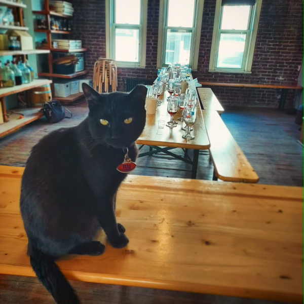 Harold the cat in a distiller sitting near a table of empty glasses after a tasting session.