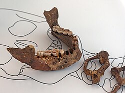 The skeletal remains of the "Dama Roja del Mirón", or the "Red Lady of Mirón," whose burial was covered in red ocher. This ocher was gathered from nonlocal sources, suggesting it may have been collected specifically for special burial rites or for use as a preservative.