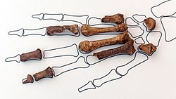 The skeletal remains of the "Dama Roja del Mirón", or the "Red Lady of Mirón," whose burial was covered in red ocher. This ocher was gathered from nonlocal sources, suggesting it may have been collected specifically for special burial rites or for use as a preservative.