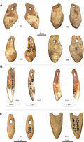 Pendants from Upper Paleolithic, found in the Satsurblia cave, Georgia. Made out of (A) red deer vestigial canines, (B) ungulate incisors, (C) bone.