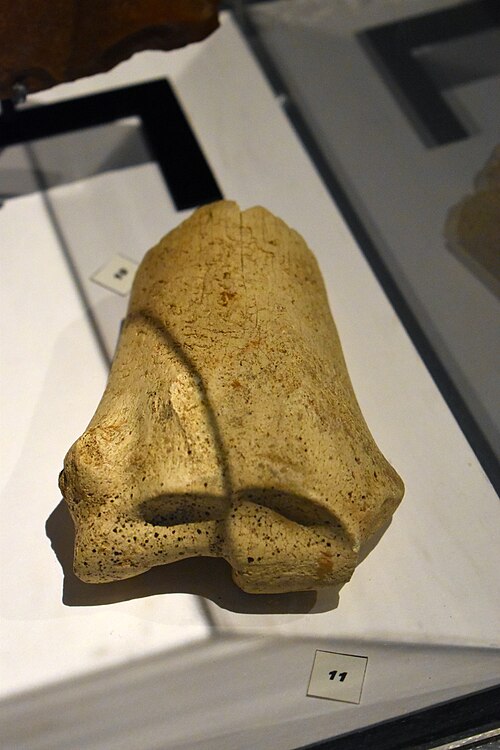 File:Musée d'Aquitaine - Collection préhistoire 14.jpg