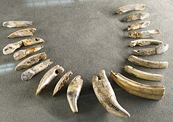 An Aurignacian necklace made out of the teeth of several animals: bear, horse, elk, beaver. Found in Mladex, Czech Republic.